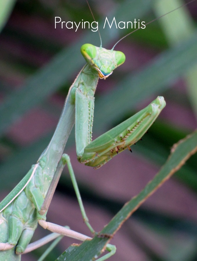 Praying mantises are so named because of how their legs are folded