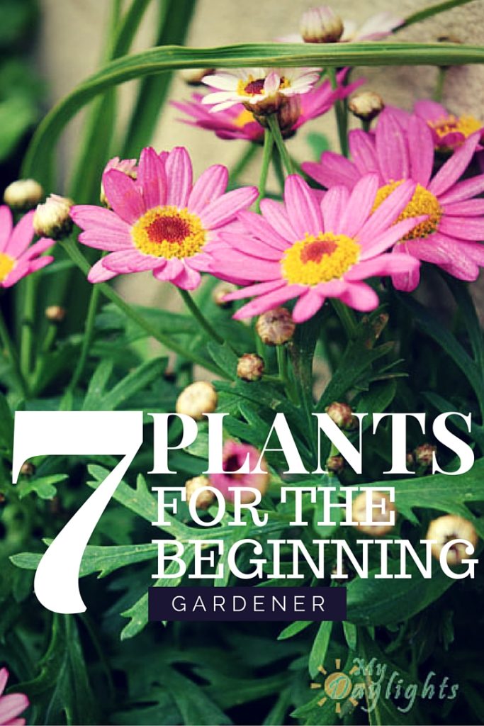 Just starting out in the garden? Not sure what to plant? Check out 7 plants for the beginning gardener! Beautiful and easy to grow flowers.