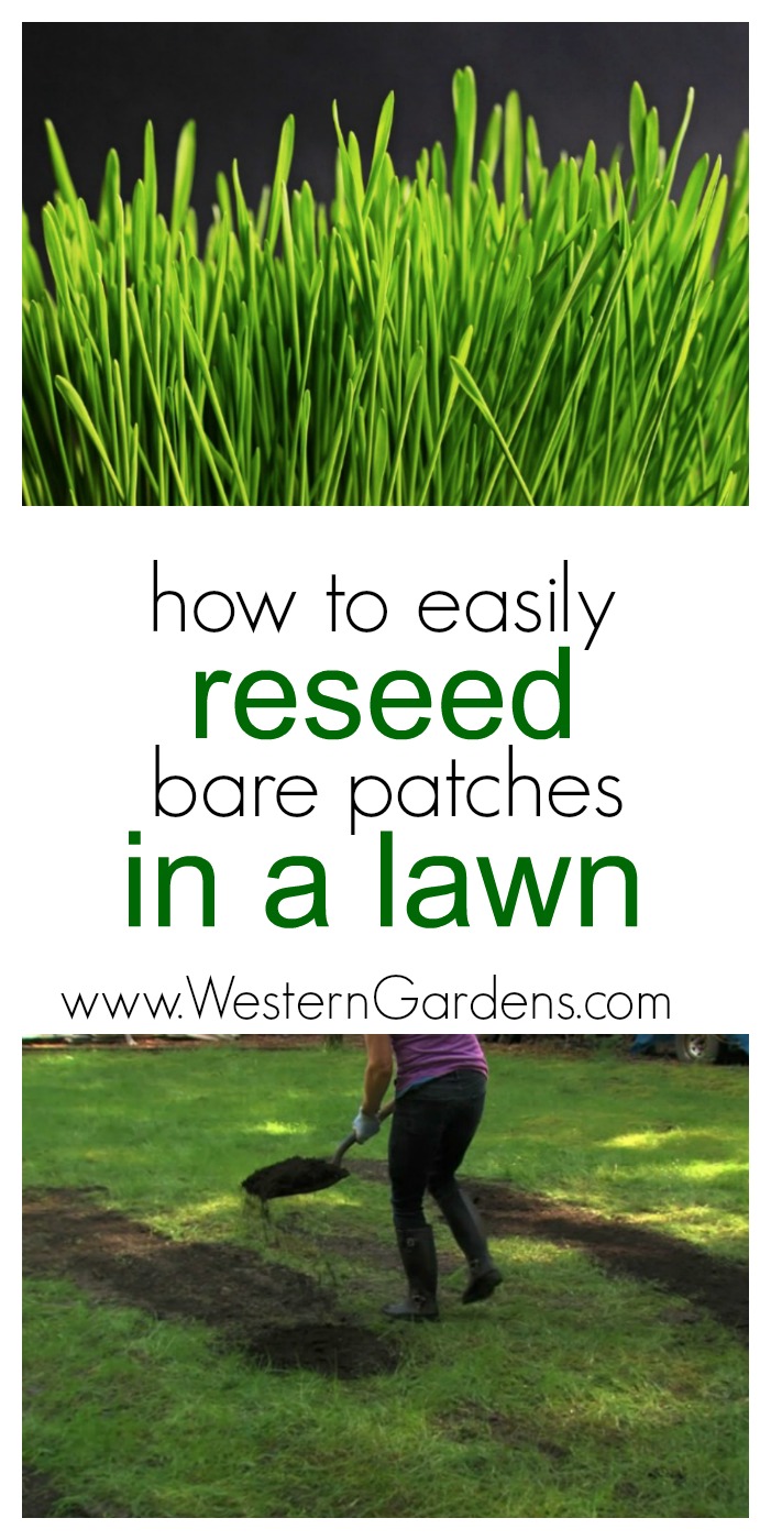 Do you have bare patches in your lawn? Check out these easy steps for reseeding your grass!