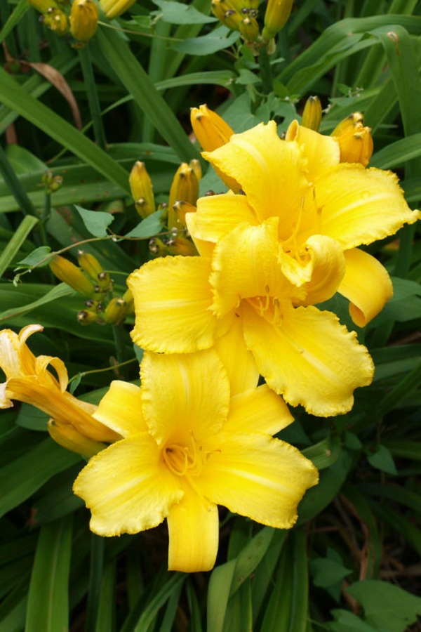 daylily pinterest