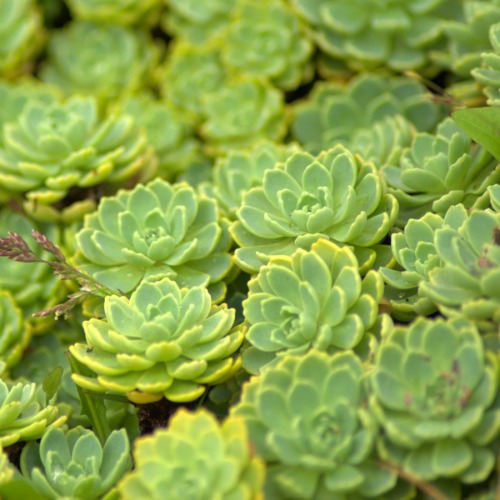 sedum