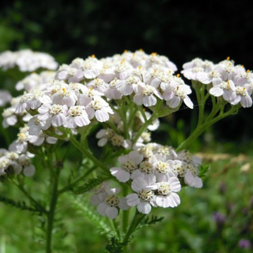 yarrow