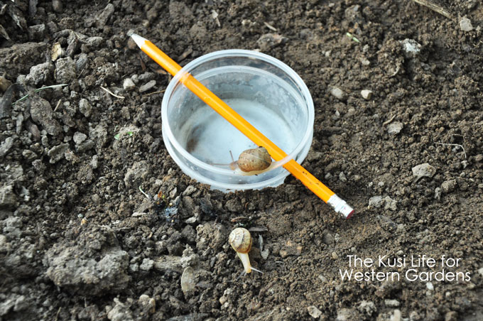 3 Ways to Get Rid of Snails www.westerngardens.com