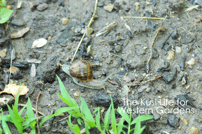 3 Ways to Get Rid of Snails www.westerngardens.com