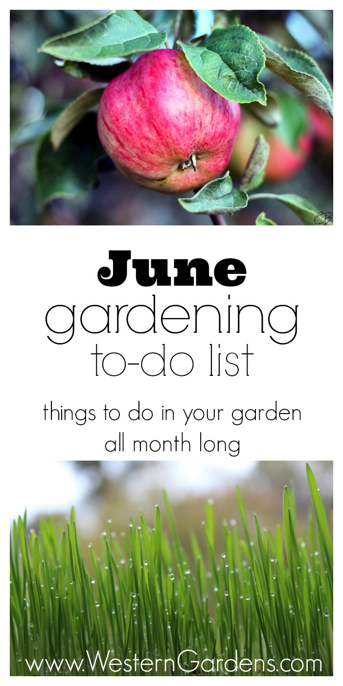 Not sure what to do in your yard & garden this month? Check out our June to-do list on www.westerngardens.com