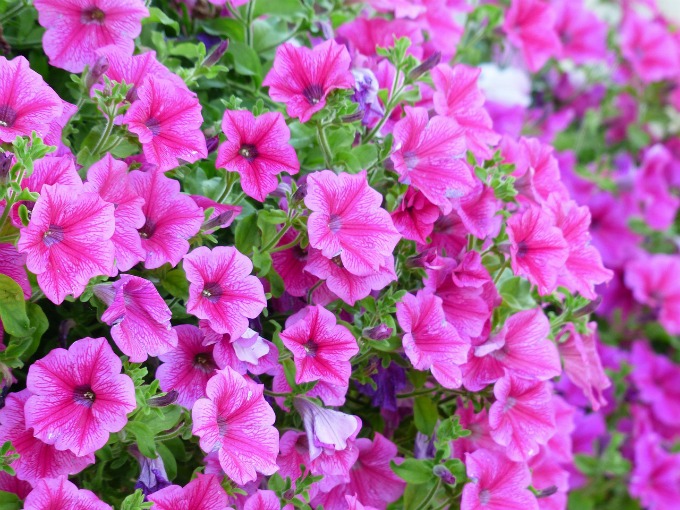 Great list of 10 warm-weather plants for porch pots! When it's time to refresh your porch pots and window boxes with summer-time flowers, these are the ones you want!