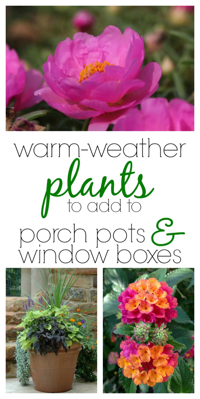 If your porch pots or window boxes need some freshening up, don't miss this list of warm-weather plants to add! Beautiful and perfect for summer.