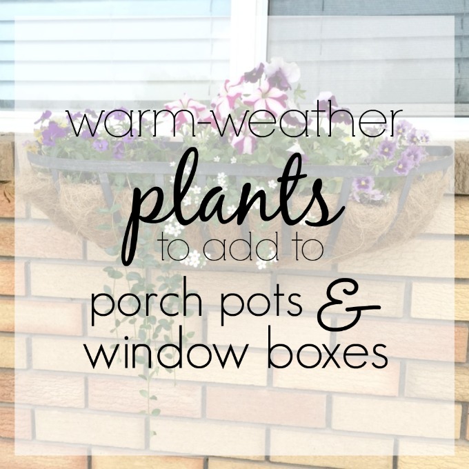 Warm Weather Plants for Porch Pots Western Garden Centers