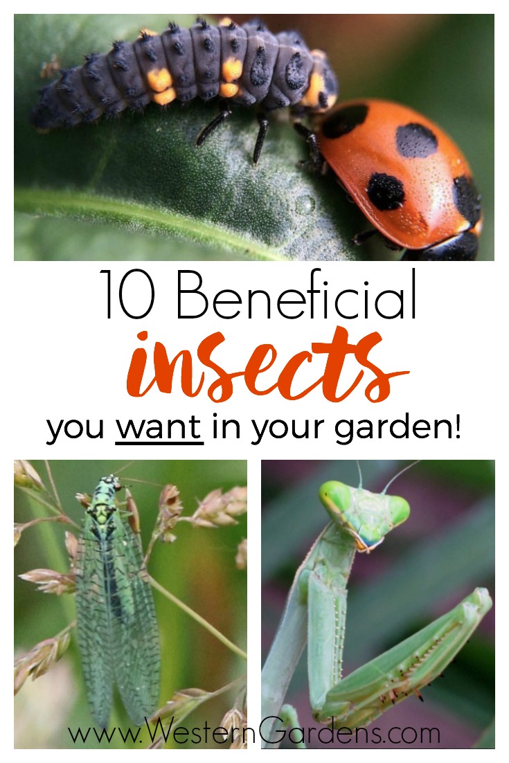 10 beneficial insects you want in your garden! If you spot these in your yard, you're in good shape!