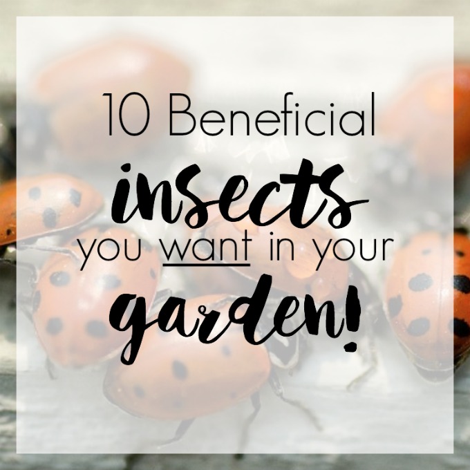 Beneficial Insects You Want in Your Garden - Western Garden Centers