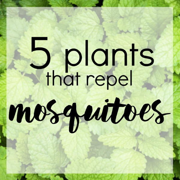 Plants That Repel Mosquitoes - Western Garden Centers