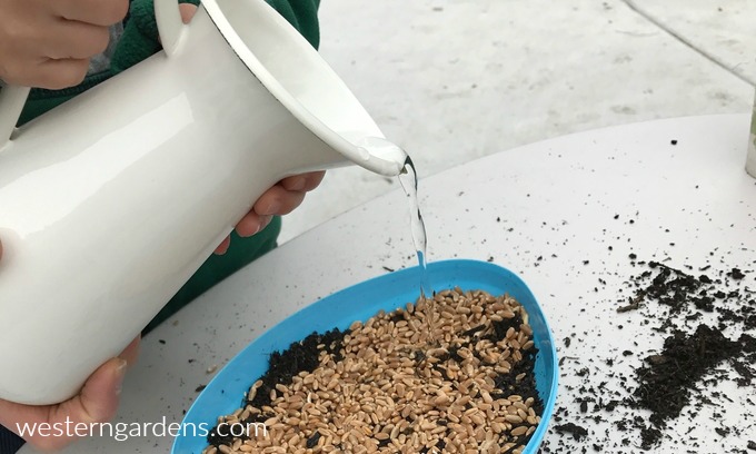 Pour water onto seeds and dirt.