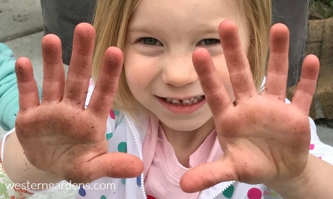 Little girl with soil on hands.