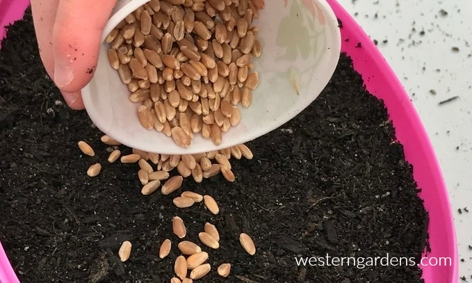 Sprinkling wheat grain on top of the soil.