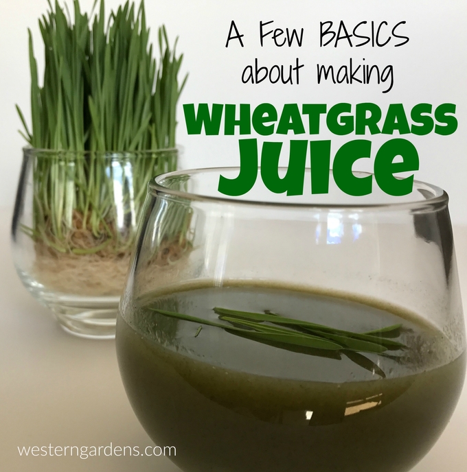 Learn a few basics about making healthy Wheatgrass juice