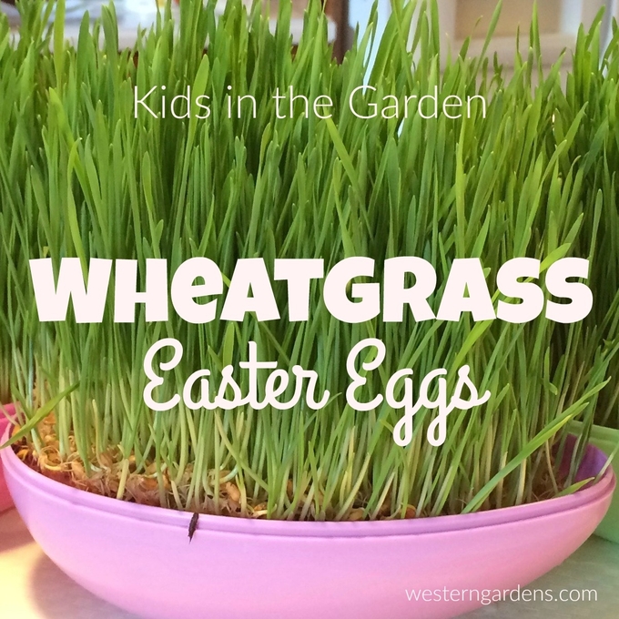 wheatgrass easter eggs are simple to make and fun to watch grow. 