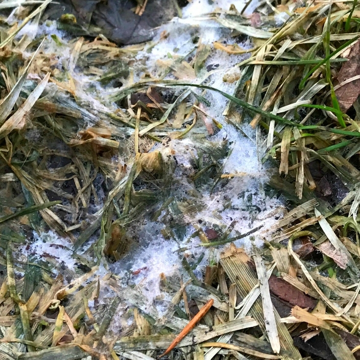 Snow Mold on Your Lawn 8 Simple Ways to Solve Western Garden Centers