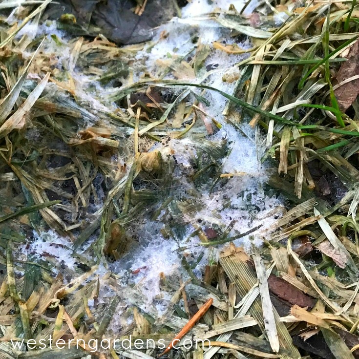 snow mold close up on lawn