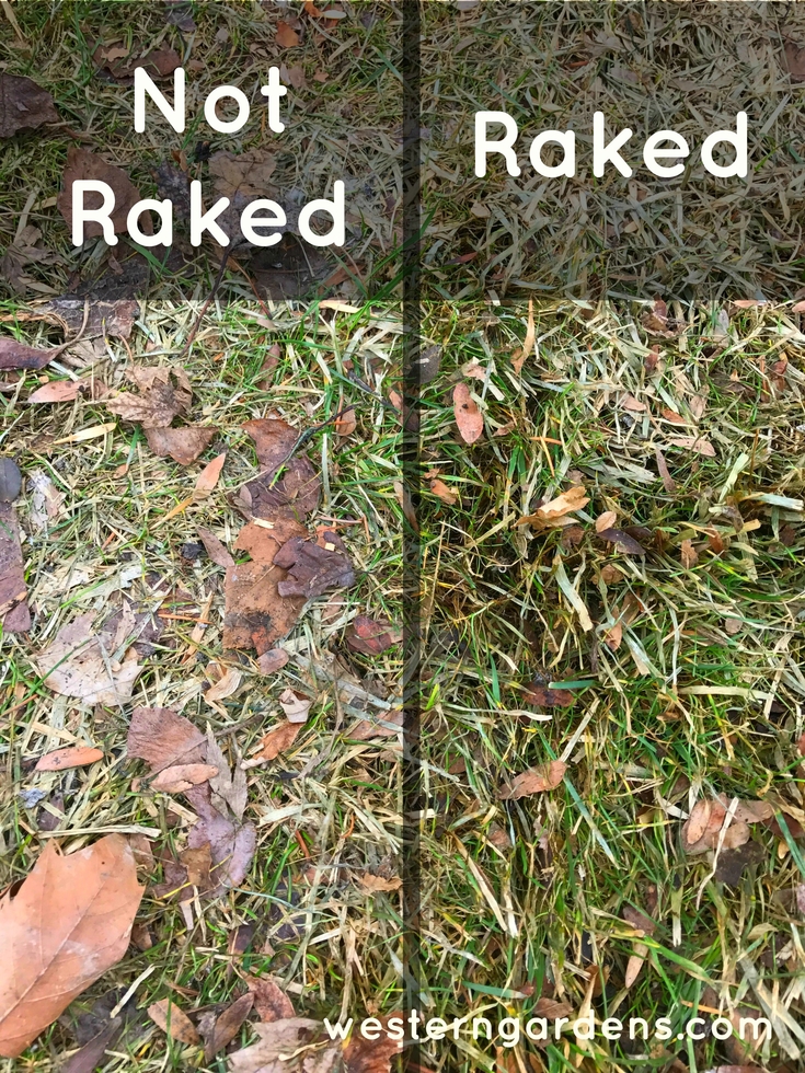 before-and-after photos of raked lawn for snow mold
