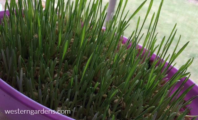 Little wheatgrass starts are popping out.