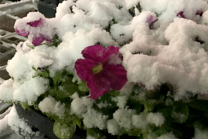 petunia covered with snow at a mass merchant store