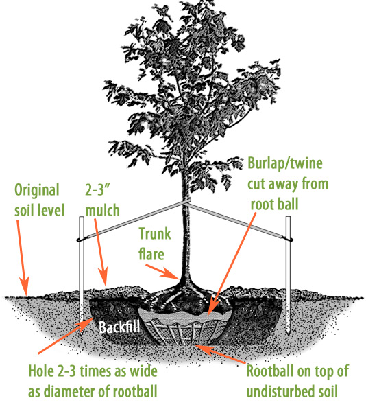 http://www.gardeners.com/how-to/tree-planting/8741.html