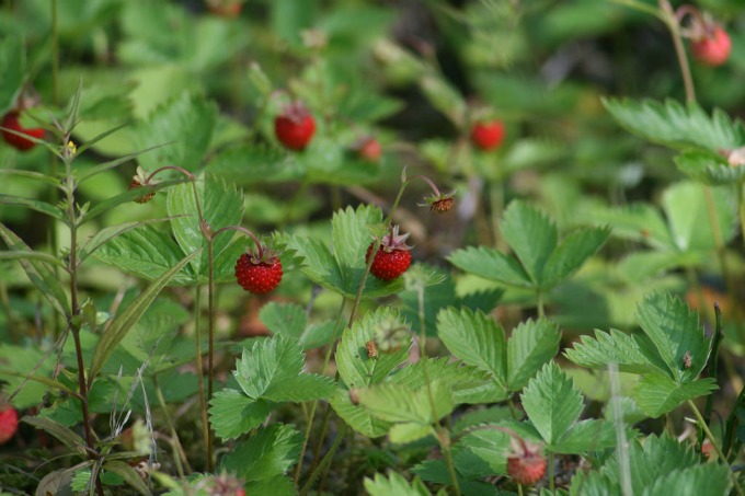Alpine strawberries are a common find for European foragers