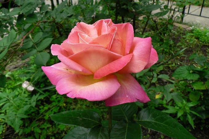 A lovely Chicago Peace rose