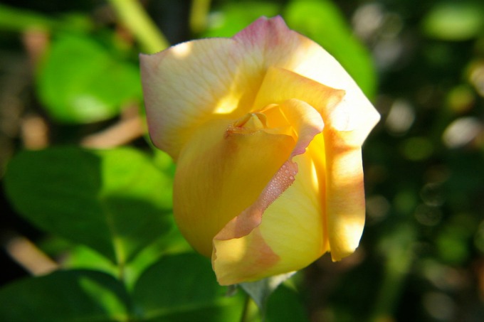 If you want a Peace rose that will cover a trellis, go for the climbing Peace rose