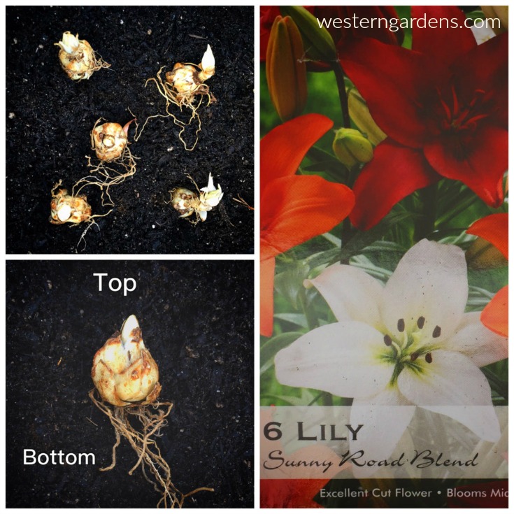 Planting lilies for summer blooms