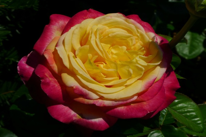 The Love and Peace rose claims the famed Peace rose as one of its parents