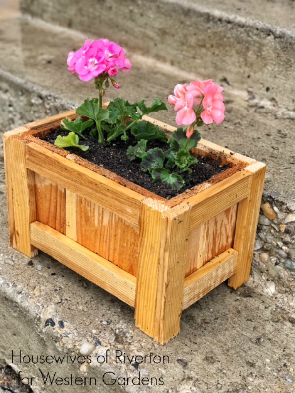 western gardens have geraniums for your planter box 