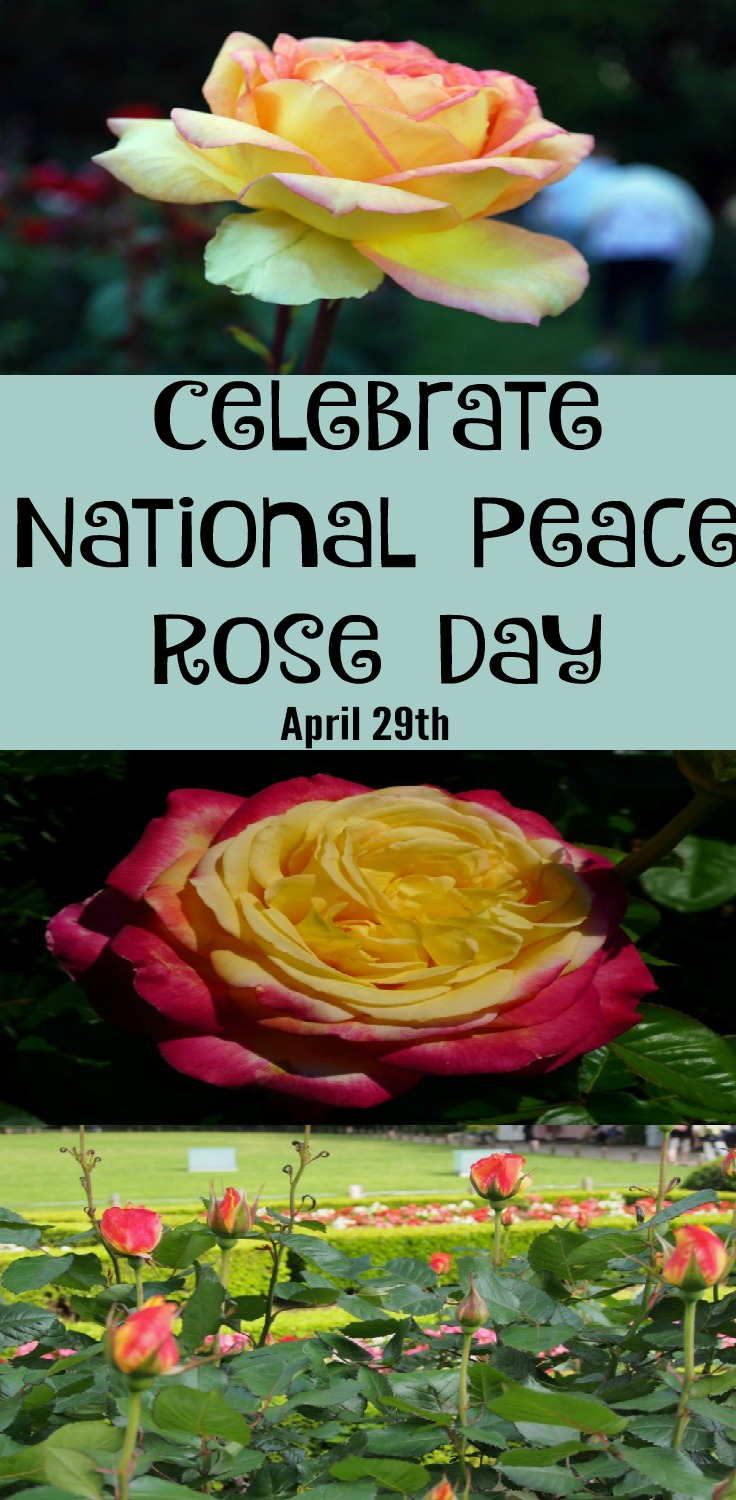 National Peace Rose Day is celebrated on April 29th