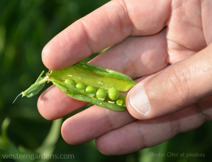 Eat peas straight out of the garden