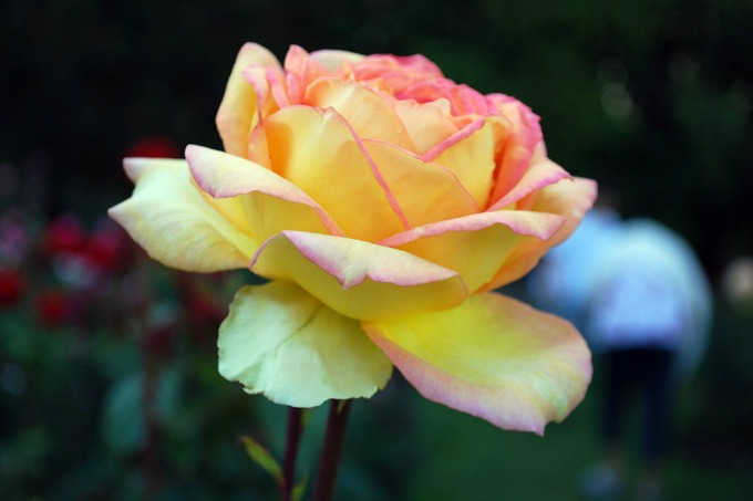 Plant the celebrated Peace rose on National Peace Rose Day