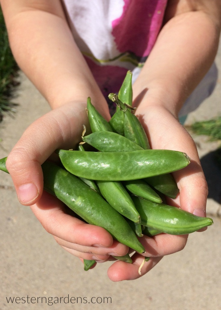 plant peas to eat by the handful