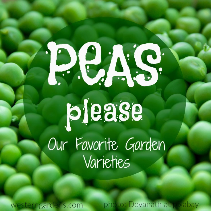 Our favorite garden varieties of peas from the garden