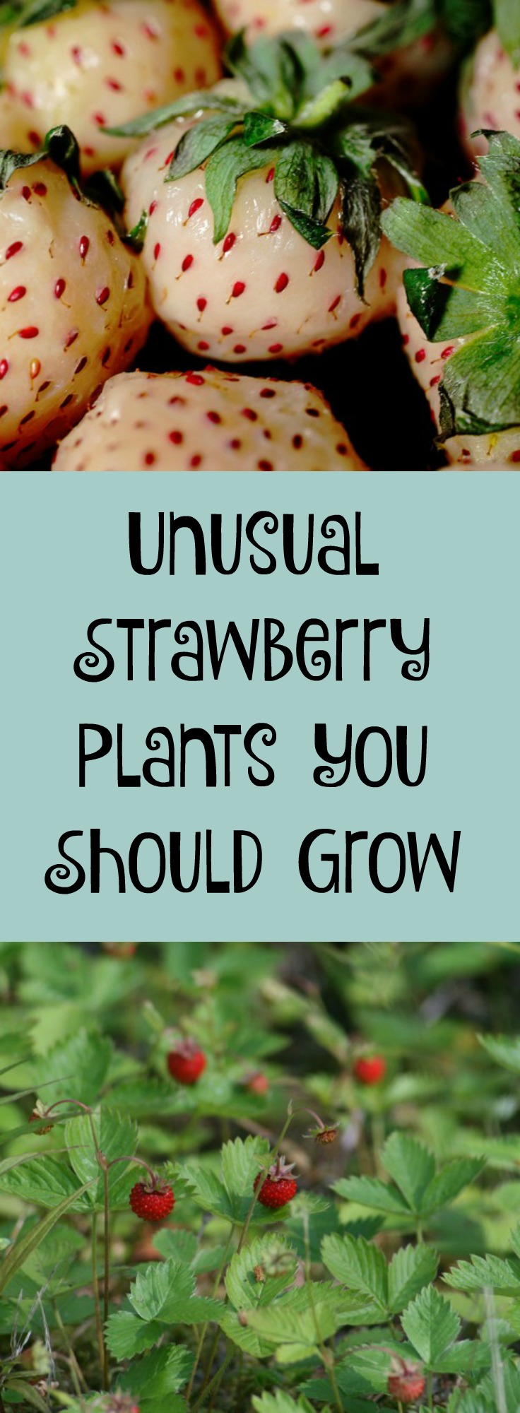 Try these unusual strawberry plants in your landscape this year!