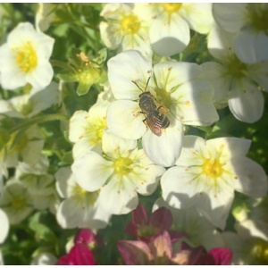 bees love saxifraga at salt lake city western garden centers
