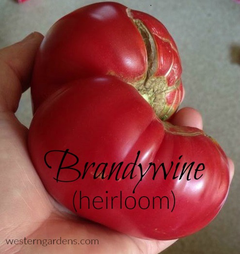 brandywine tomato is an heirloom type and very tasty.