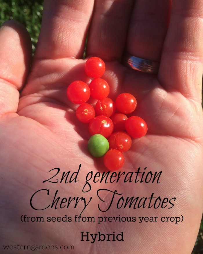 Cherry tomatoes are hybrid. 2nd generation fruit is smaller.