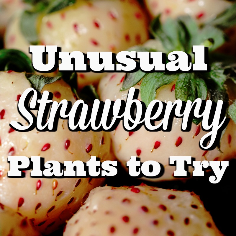 Discover some new and unusual strawberry plants to try