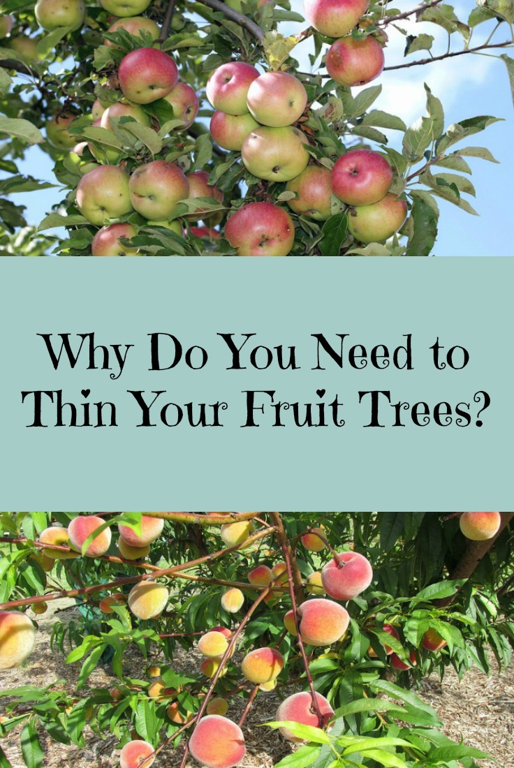 Make sure that you thin your fruit trees every year