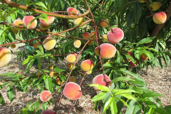 Thin you fruit trees for optimal production