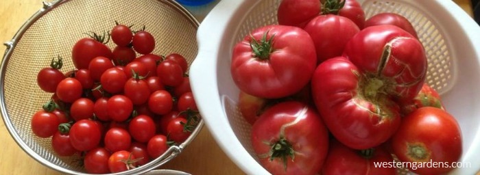Difference between heirloom and hybrid tomatoes