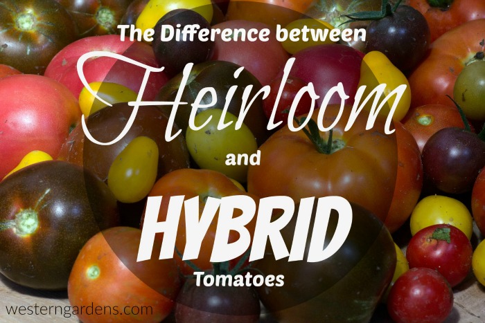 Difference between heirloom and hybrid tomatoes