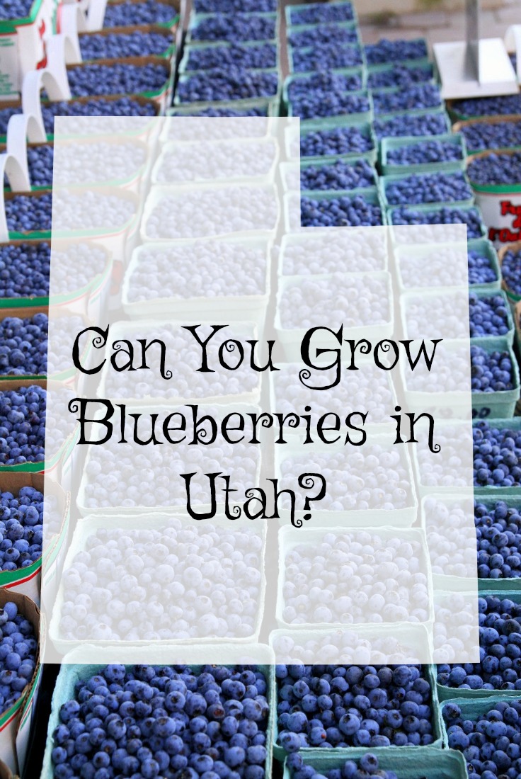 Can you grow blueberries in utah?