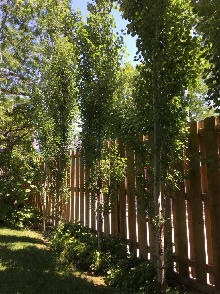Another good green privacy screen is the swedish aspen.