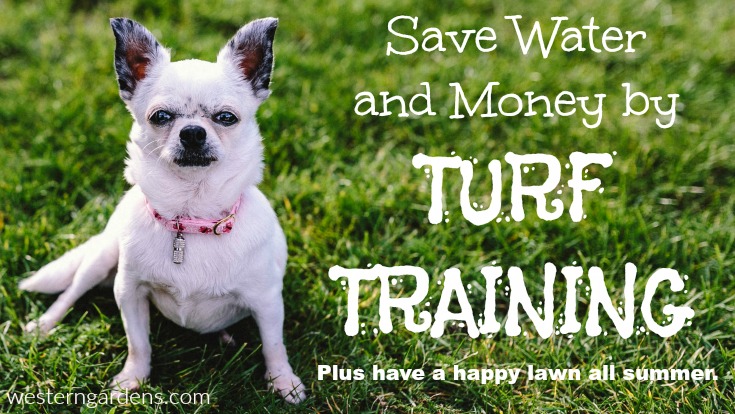 Save Water and Money by training your lawn to grow deep roots