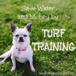Save water and money by Turf Training - train your lawn to grow deep roots